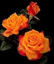 Powerhouse Rose - Almost Thornless/Disease Resistant