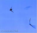 Conscious Pilot