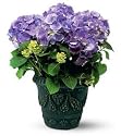 Blue Hydrangea