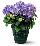 Blue Hydrangea