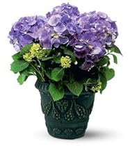Blue Hydrangea