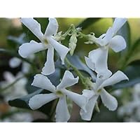 Jasmine Confederate -Favorite Intensely Fragrant Easy to Grow Vine Jasmine Starter Plants 6 Pack