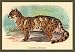 Clouded Leopard - Paper Poster (18.75 x 28.5)