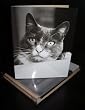 Talk to the Paw! Birthday Greeting Cards - So many birds