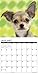 Just Chihuahua Puppies 2016 Calendar