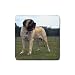 Mastiff Rubber Square Coaster (4 pack)