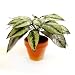 Closer to Nature 33cm Dieffenbachia Plant
