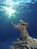 Key Largo Marine Sanctuary, Florida Photographic Poster Print by Bradley Ireland, 12x16