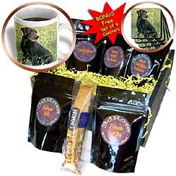 Dogs Labrador Retriever - Chocolate Labrador Retriever - Coffee Gift Baskets - Coffee Gift... by 3dRose LLC
