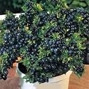 Top Hat Dwarf Blueberry Plant - Bonsai/Patio/Outdoors