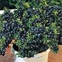Top Hat Dwarf Blueberry Plant