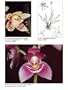 Native Ecuadorian Orchids (Volume II: Dresslerella - Lepanthes)