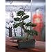 Podocarpus Bonsai 24 in