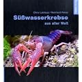 S��wasserkrebse aus aller Welt
