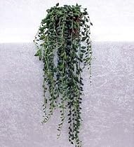 String of Tears Plant Senecio Herreianus 4 Inch Hanging Pot