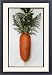 Framed Prints of Daucus Carota Sativus (Carrot) with leaves attached from Mary Evans