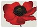 from I Style My Home I Style My Home Poppy Placemats Model PMO1095X4-AMZ