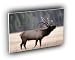 deer bull elk yellowstone wyoming A2 Large Canvas