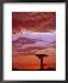 Baobab Silhouette at Sunset, Morondava, Madagascar Movies Framed Art Poster Print by Pete Oxford, 18x22