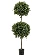 4' Double Ball-shaped Boxwood Topiary in Plastic Pot Two Tone Green