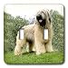 Dogs Briard - Briard - Light Switch Covers - double toggle switch