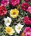 Long Bloom Double Mix Portulaca - 100 Seeds, 300 mg