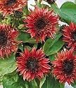 Double Dandy Hybrid Sunflower 40 Seeds