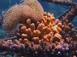 Reef Reborn - Into the Unseen World (home use)