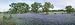 Field of Bluebonnet Flowers, Texas, USA Photographic Poster Print by Panoramic Images , 32x96