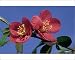 Photographic Prints of ME-1241 Japanese flowering quince - flowers from Ardea Wildlife Pets