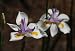 African Iris - 24