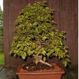 KOREAN HORNBEAM - 2 Seeds - Carpinus turczaninovii
