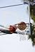 Wallmonkeys Peel and Stick Wall Decals - Basketball Score 2 - Removable Graphic