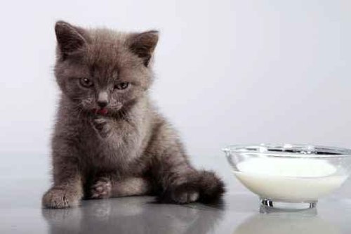 Huge save onbaby with milk allergy Persian Puppy Milk with 02 - 24