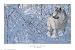Arctic Wolf - Artist: Eric Bjorlin - Art Print on Canvas - Image Size: 32.00 by 19.00 inches Art Print on Canvas
