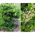 Ligustrum japonica: Japanese Privet Seeds