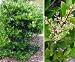 Outdoor Living : Ligustrum japonica: Japanese Privet Seeds