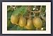 Framed Prints of Kiwifruit - ripe fruits hanging in bunches from the plants from Ardea Wildlife Pets