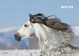 Horses 2010 Oversized Calendar X304