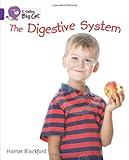 The digestive system