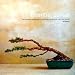 Essential Bonsai: The Complete Handbook for Creating and Growing Your Own Bonsai