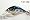 Metallic Blue Shad