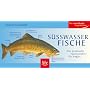 S��wasserfische: Der praktische Taschenf�hrer f�r Angler