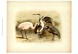 Egret & Heron by Jacob Studer. PLAQUE MOUNTED. 11.72 inches width by 12.34 inches height. Highest Quality Art Poster Print