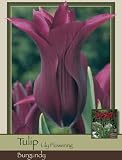 41wBINF 4sL. SL160  Tulip Lily Flowering Burgundy