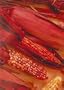Red Stalker Ornamental Corn 30 Seeds - Annual