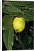 Canvas Prints of Jlm-2734 Guava - Fruit from Ardea Wildlife Pets