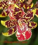 Colmanara Wildcat 'Jaguar' 1183HA