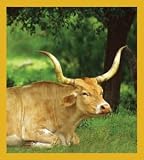 Texas Longhorn Bookmark