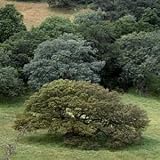 COAST LIVE OAK - 10 seeds - QUERCUS AGRIFOLIA